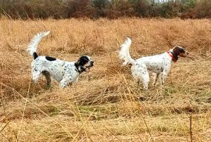Tim's Boy " Beau" and Bill's "Lucy" meet for the first time, and all day their getting Birds and Honoring each others Point! Here, Beau is Honoring Lucy's Point.