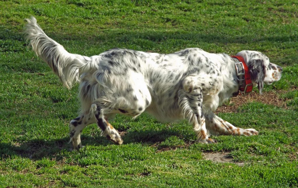 O'HAGAN'S IRISH BONDHU LUCY,AT 10 MONTHS OLD!