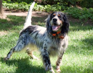 Ben's Boy "Bo". Chesapeake, VA.