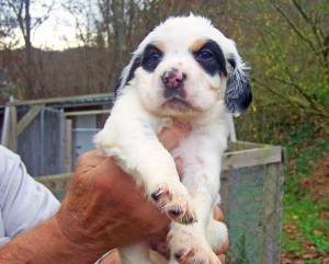 Jack 6wks old